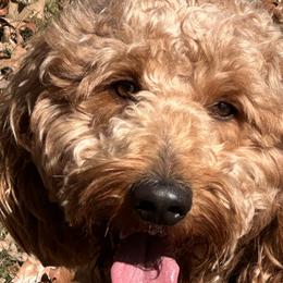 Goldendoodles from New Caney Doodles