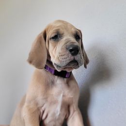 Great Dane Puppies from Bellaire Great Danes