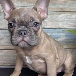 French Bulldogs from Escoland Kennels