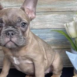 French Bulldogs from Escoland Kennels