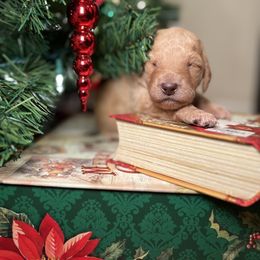 Goldendoodle Puppies from S_and_b_doodles