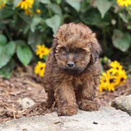 Matt - Red male Whoodle puppy in West Bend, Iowa from Blue Skies Terriers