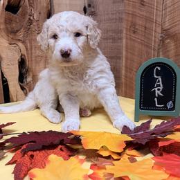Carl - Cream and white male Aussiedoodle puppy in Lavonia, Georgia from H & A Kennels