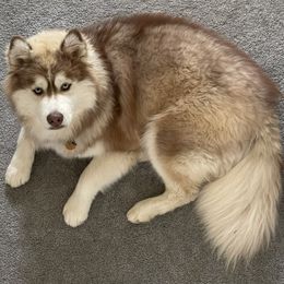 Siberian Husky All Grown Up from Freedom Huskies