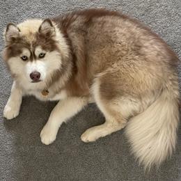 Siberian Husky All Grown Up from Freedom Huskies