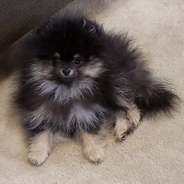 Pomeranians from New River Farms
