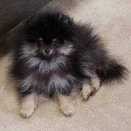 Pomeranians from New River Farms