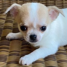 Chihuahuas from Hutton’s Buttons