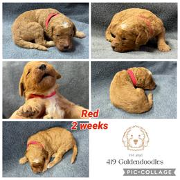 Red - Apricot male Goldendoodle puppy in Rockford, Ohio from 419 Goldendoodles