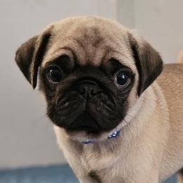 Pugs from Swift Pigd