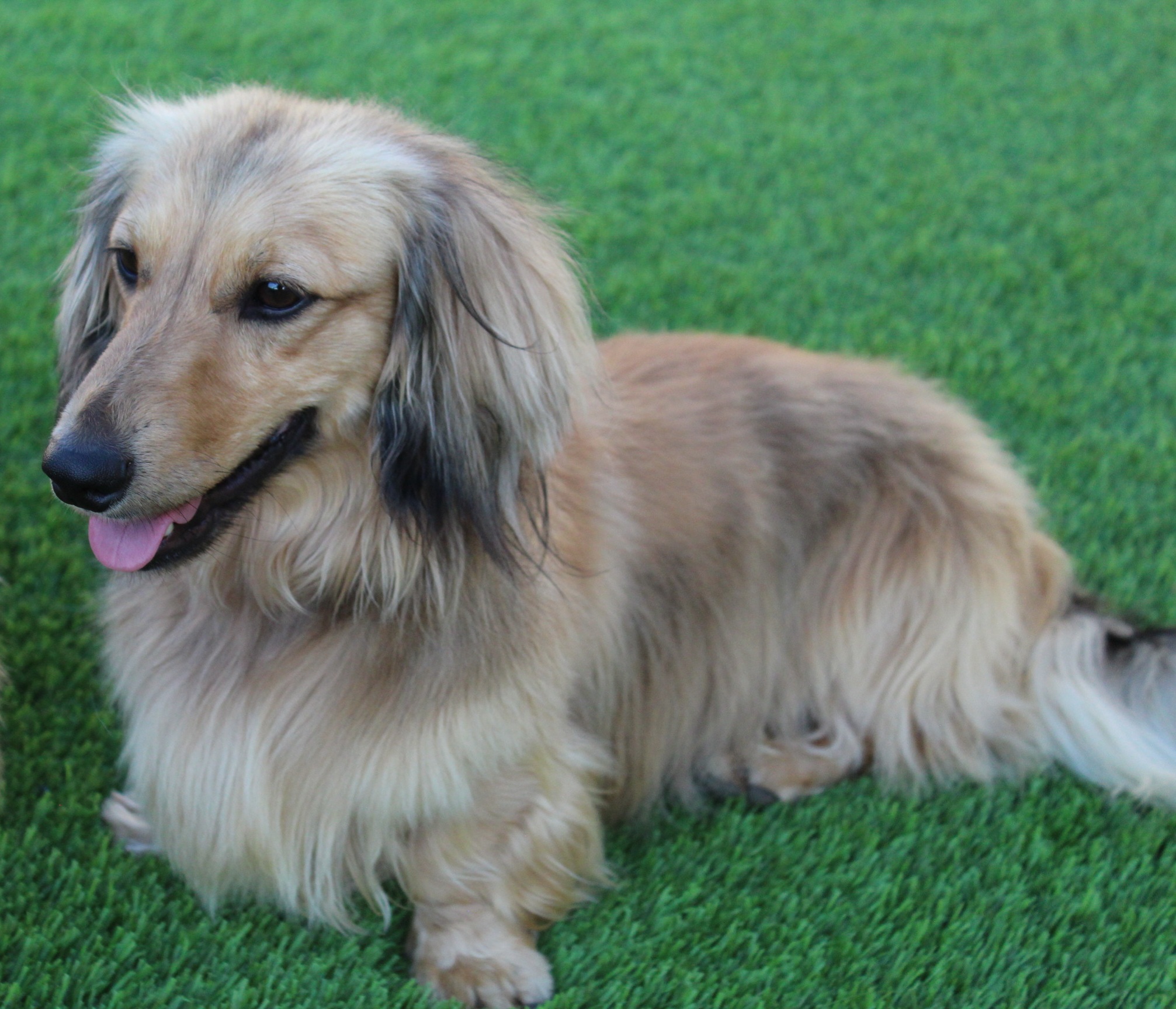 Waylon - Dachshund