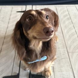 Waylon - Dachshund