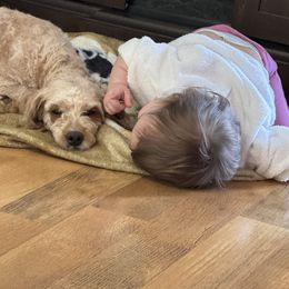 Dolly - Cavapoo