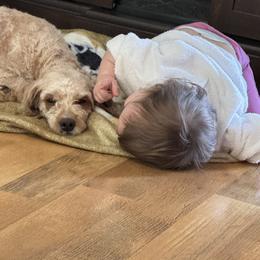 Dolly - Cavapoo