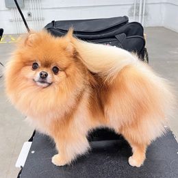 Malibu - Pomeranian