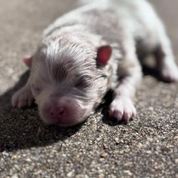 Lavender merle boy - Lavender male Pomeranian puppy in Fayetteville, North Carolina from Tar-heel Poms