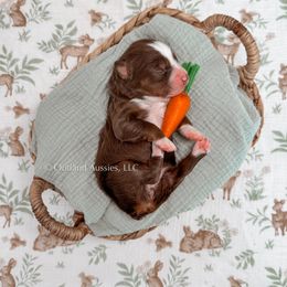 Miniature Australian Shepherd and Toy Australian Shepherd Puppies from Outland Toy & Mini Aussies