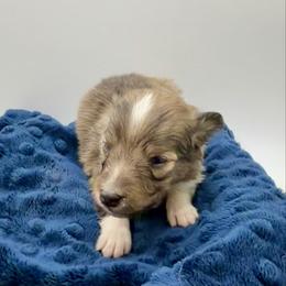 HULK - Sable & white male Toy Shetland Sheepdog puppy in Livonia, Michigan from M7’s Shelties, Toonies & AussieDoodles