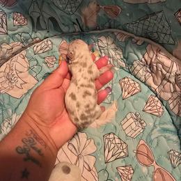 Mercedes - Merle female Chihuahua puppy in Amity, Pennsylvania from Baxters Chihuahuas