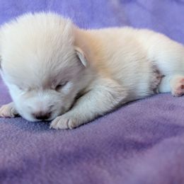 Pomsky Puppies from Valparaiso Pomskys