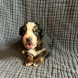 Lucky - Black tri-color male Australian Shepherd puppy in Hillsboro, Oregon from A&D Australian Shepherds