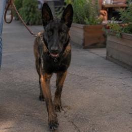 Dark Malinois Female with Basic Training- Beautiful sweet girl - Black sable female Belgian Malinois puppy in Irmo, South Carolina from Kaizen von Ruach Malinois