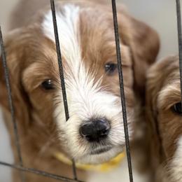 Yellow collar - Yuma (Mexico) - Apricot male Goldendoodle puppy in West Sacramento, California from Pomegranate Doodles