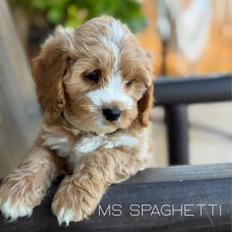 Spaghetti - Red female Cavapoo puppy in Sacramento, California from Dandy Doodles Goldendoodles
