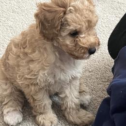 Poodle Puppies from ItalianToyPoodles