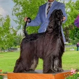 Afghan Hounds from Maringal Sams n Ghans