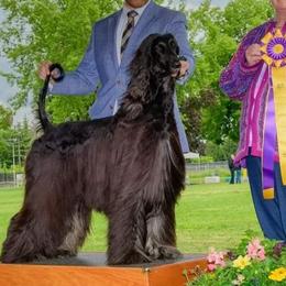 Afghan Hounds from Maringal Sams n Ghans