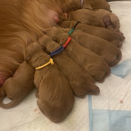 Boy 5 - male Golden Retriever puppy in Portland, Oregon from Joyfully Golden