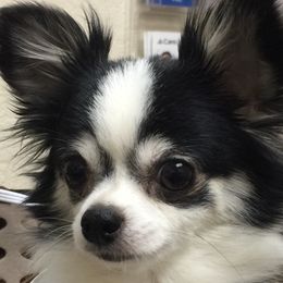 Lizzy - Chihuahua