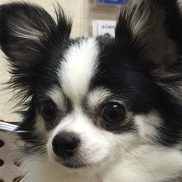 Lizzy - Chihuahua