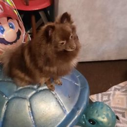 Pomeranian All Grown Up from Wilman's Poms