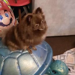 Pomeranian All Grown Up from Wilman's Poms