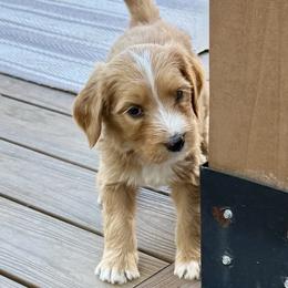 Pie - Red male Bernedoodle puppy in Springville, Utah from Oodles of Bernedoodles