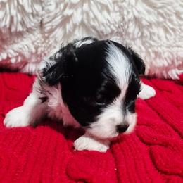 Ember - Black and white female Mal-Shi puppy in Austin, Texas from Austin Maltese Babies