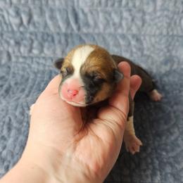 Scout - Red male Pembroke Welsh Corgi puppy in Deming, New Mexico from Dragon Ridge Corgis