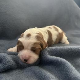 Gabby - Blenheim female Cavalier King Charles Spaniel puppy in Marion, Indiana from Country Cavapoos