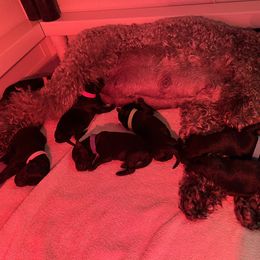 Kerry Blue Terrier Puppies from Costerra Kerry Blue Terriers