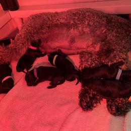 Kerry Blue Terrier Puppies from Costerra Kerry Blue Terriers