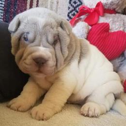 Chinese Shar-Pei Puppies from DCSHARPEI