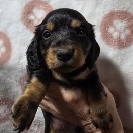 Longhair black and tan girl - Black and tan female Dachshund puppy in Lyle, Washington from Wines Wienery