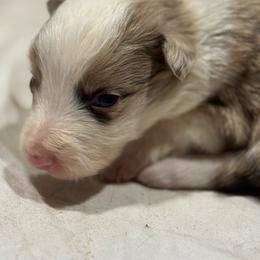 F2 - White and red merle female Border Collie puppy in Meridian, Mississippi from Border Hollow Border Collies