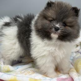 Nemo - Blue parti male Pomeranian puppy in Newark, Ohio from Keeperofstars Pomeranians