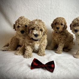 Goldendoodle Puppies from GoldenHearted Doodles