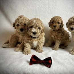 Goldendoodle Puppies from GoldenHearted Doodles
