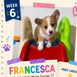 American Corgi and Pembroke Welsh Corgi Puppies from London Bridge Corgis