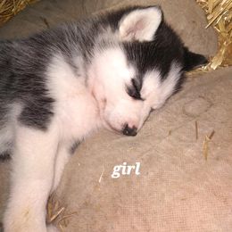 Siberian Husky Puppies from Husky Hollar